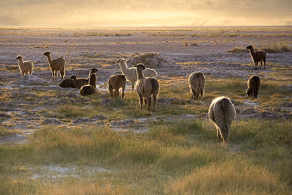 Woolly llama Llamas — photo used in our Llamas guide