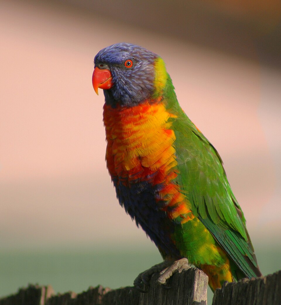 Rainbow Lorikeet Lorikeet — photo used in our Lorikeet guide