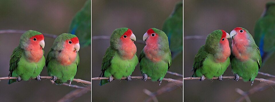 Peach-faced Lovebirds — photo used in our Lovebirds guide