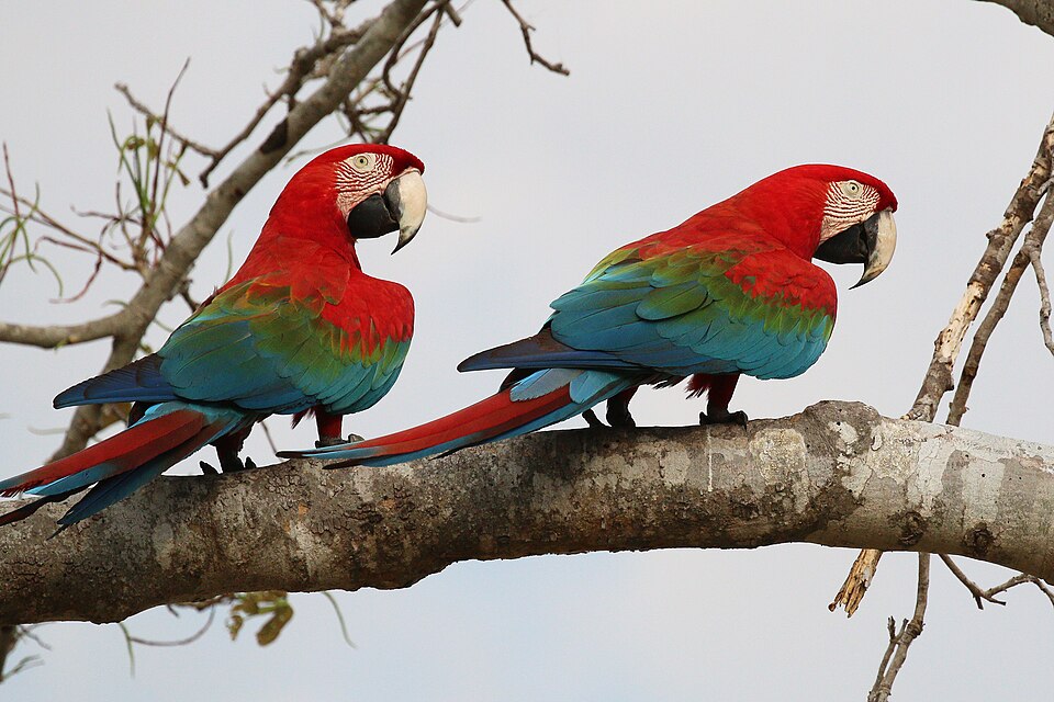 Scarlet macaw Macaws — photo used in our Macaws guide
