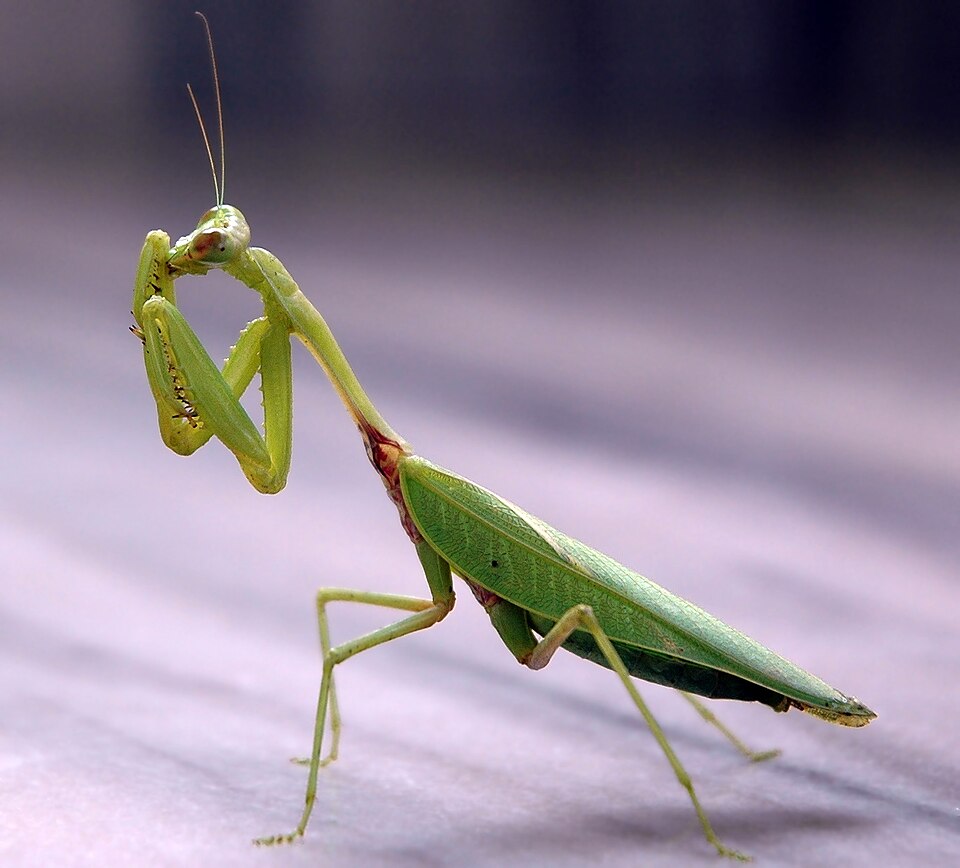 Dead-leaf mantis Praying Mantises — photo used in our Praying Mantises guide