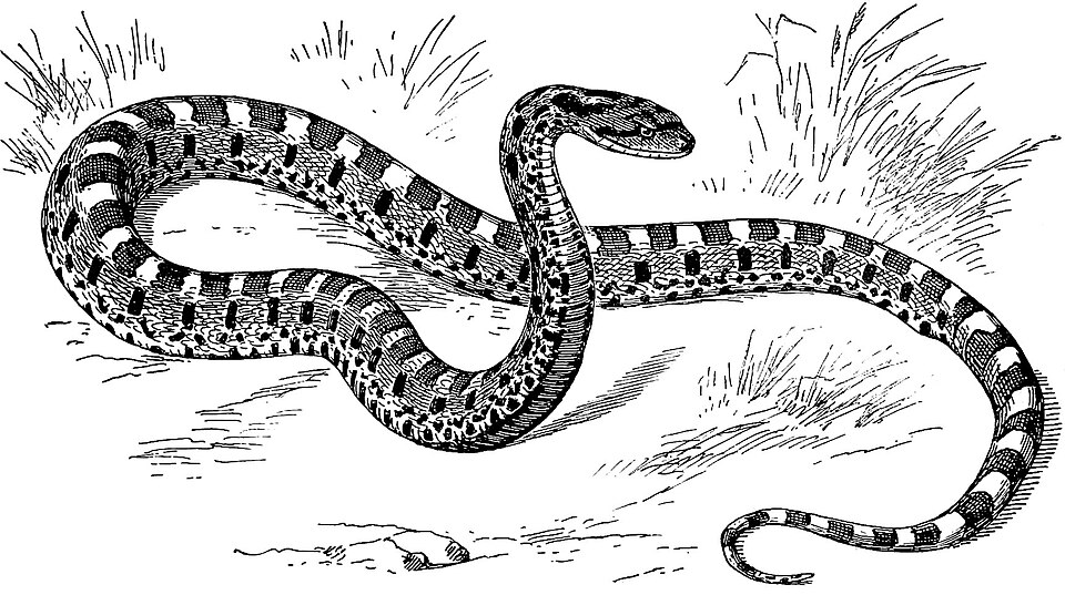 Honduran Milk Snake Milk Snake — photo used in our Milk Snake guide