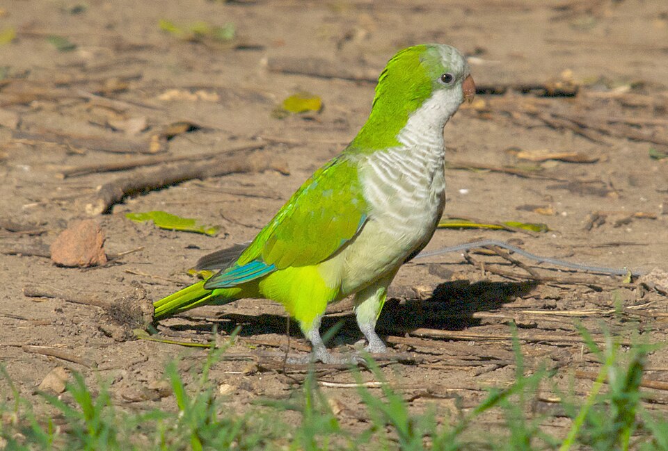 Quaker Parakeet Monk Parakeet — photo used in our Monk Parakeet guide