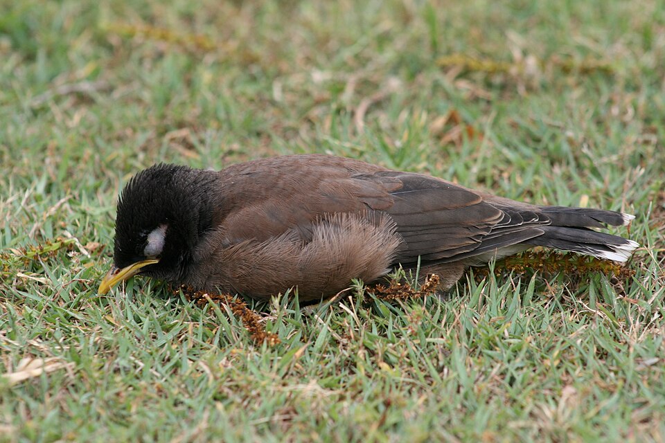 Hill Mynah Mynah — photo used in our Mynah guide