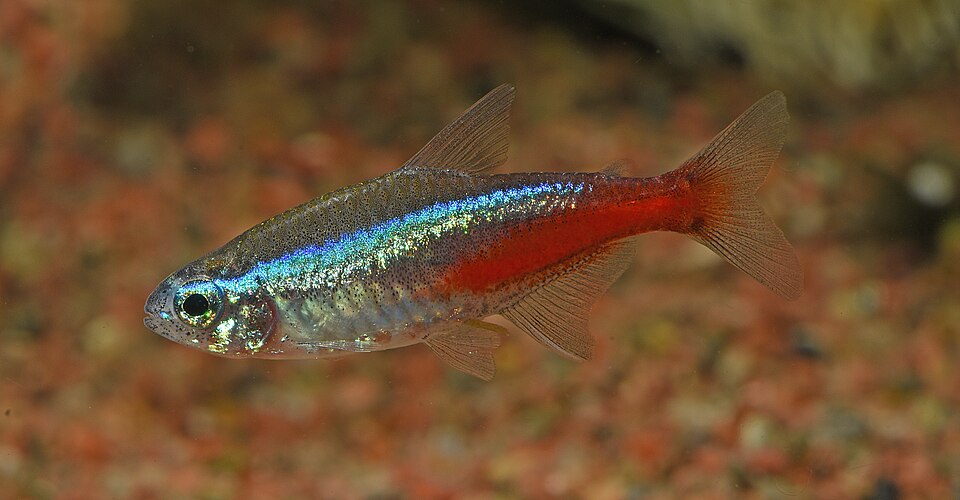 Neon Tetra Neon Tetra — photo used in our Neon Tetra guide