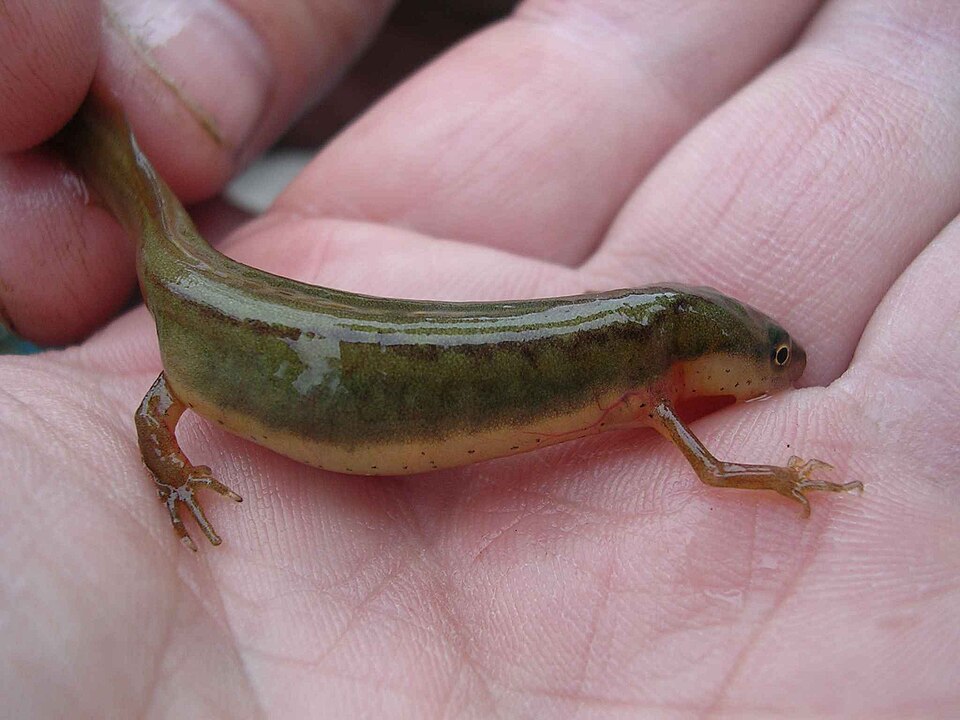 Marbled Newts & Salamanders — photo used in our Newts & Salamanders guide