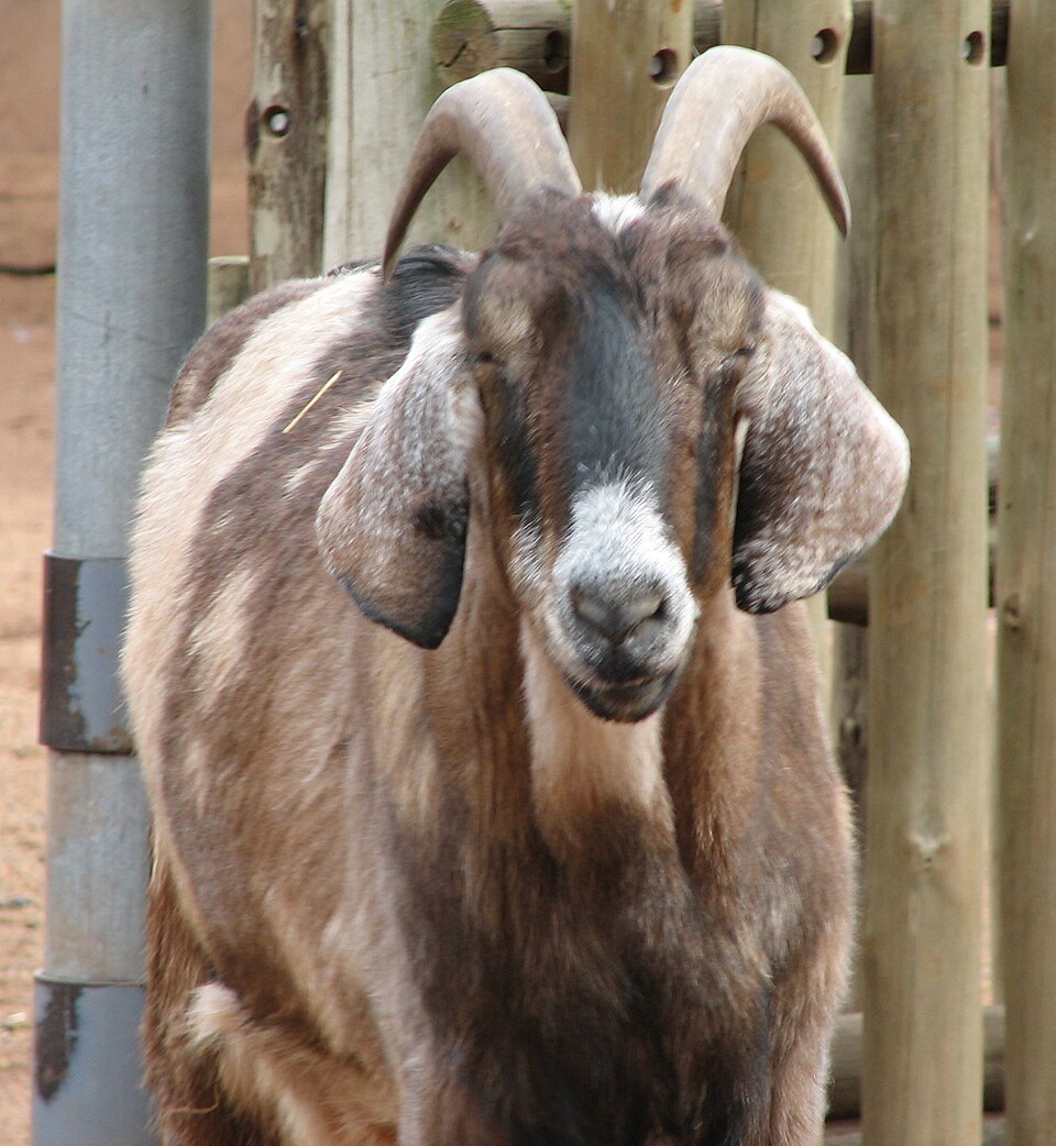 Nubian Dairy Goat Nubian Goat — photo used in our Nubian Goat guide