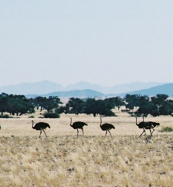 Common ostrich Ostriches — photo used in our Ostriches guide
