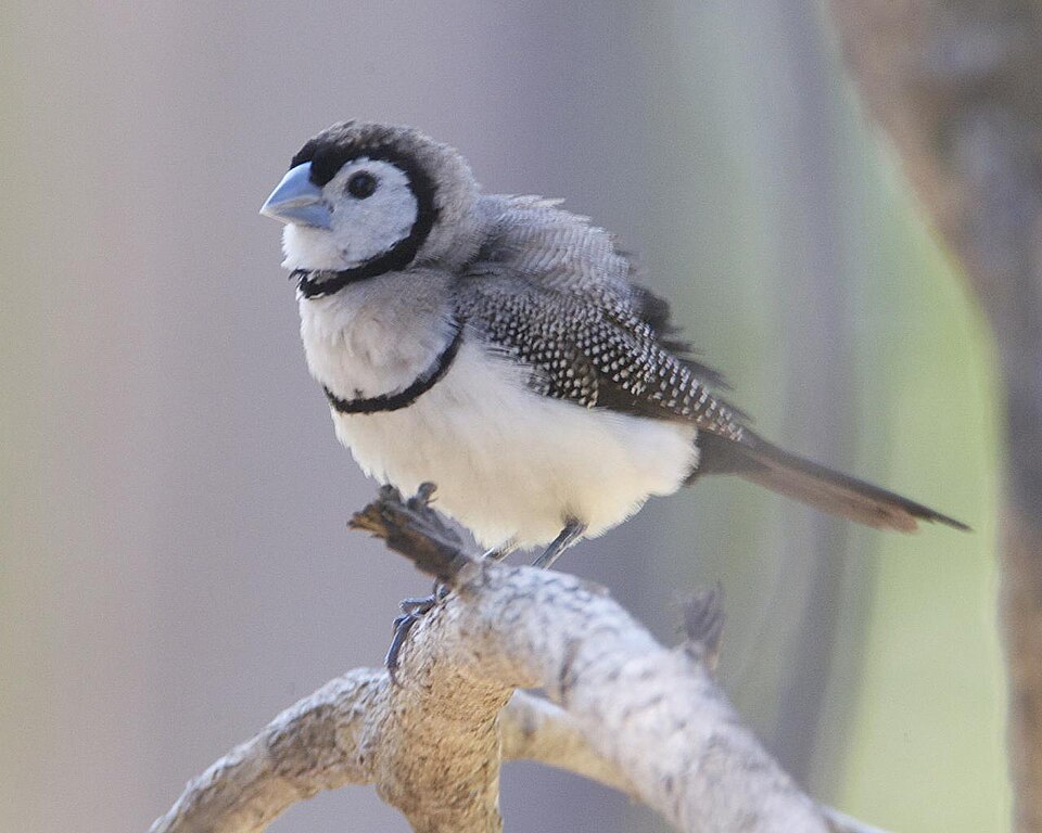 Bicheno's Finch Owl Finch — photo used in our Owl Finch guide