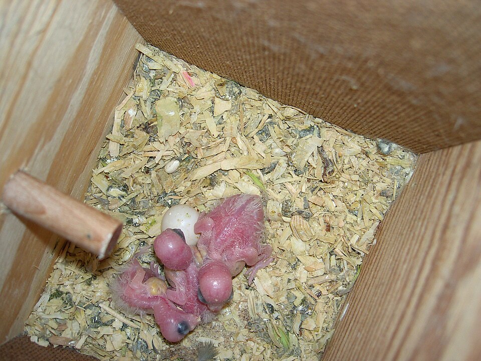 Celestial Parrotlet Pacific Parrotlet — photo used in our Pacific Parrotlet guide