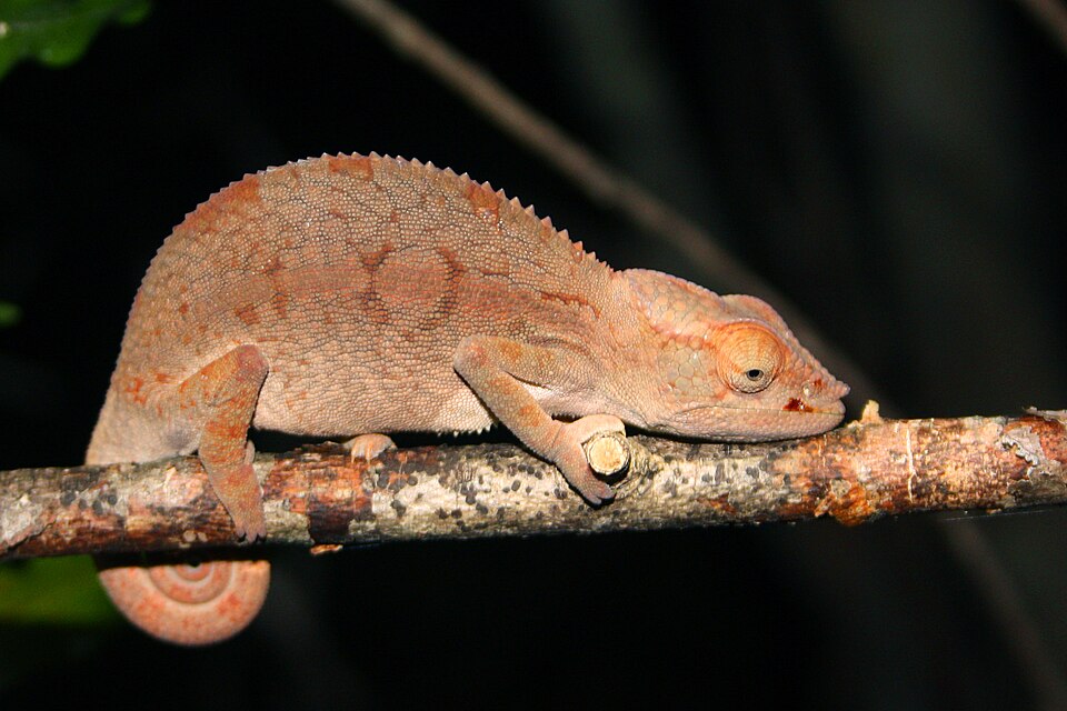 Ambilobe Panther Chameleon Panther Chameleon — photo used in our Panther Chameleon guide