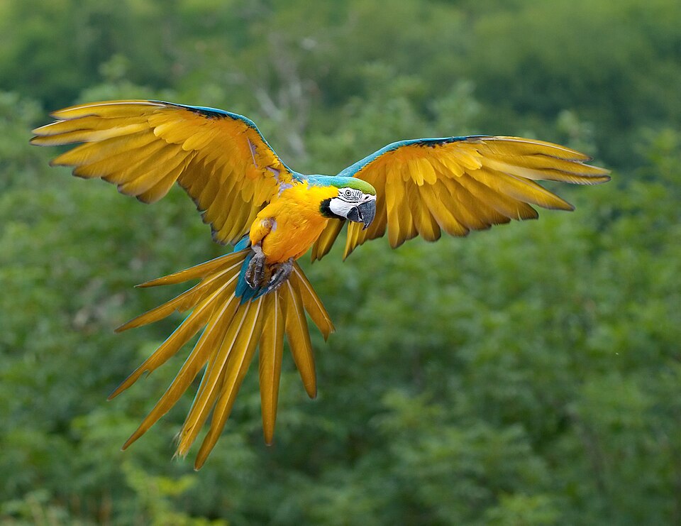 Budgerigar Parrots & Parakeets — photo used in our Parrots & Parakeets guide