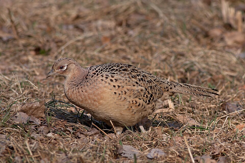 Golden pheasant Pheasants — photo used in our Pheasants guide