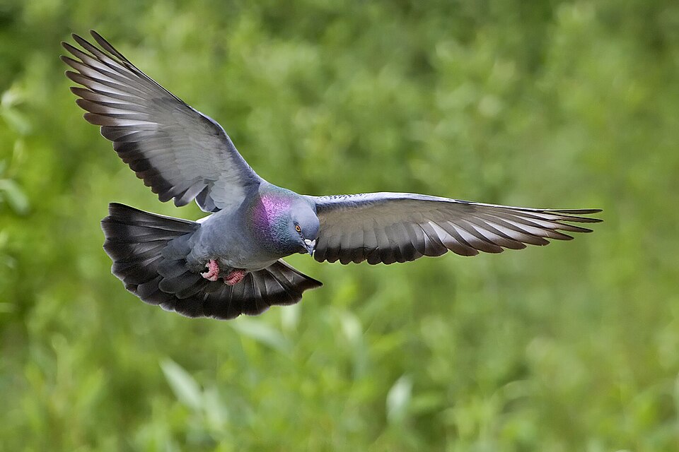 Fantail Pigeons & Doves — photo used in our Pigeons & Doves guide