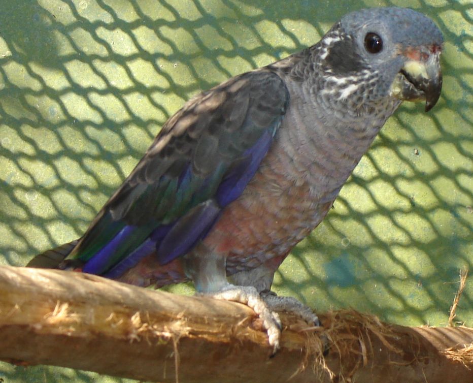 Blue-headed Pionus Pionus — photo used in our Pionus guide