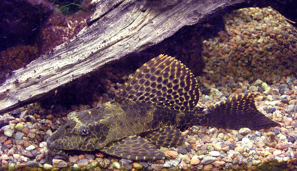 Bristlenose pleco Plecos — photo used in our Plecos guide