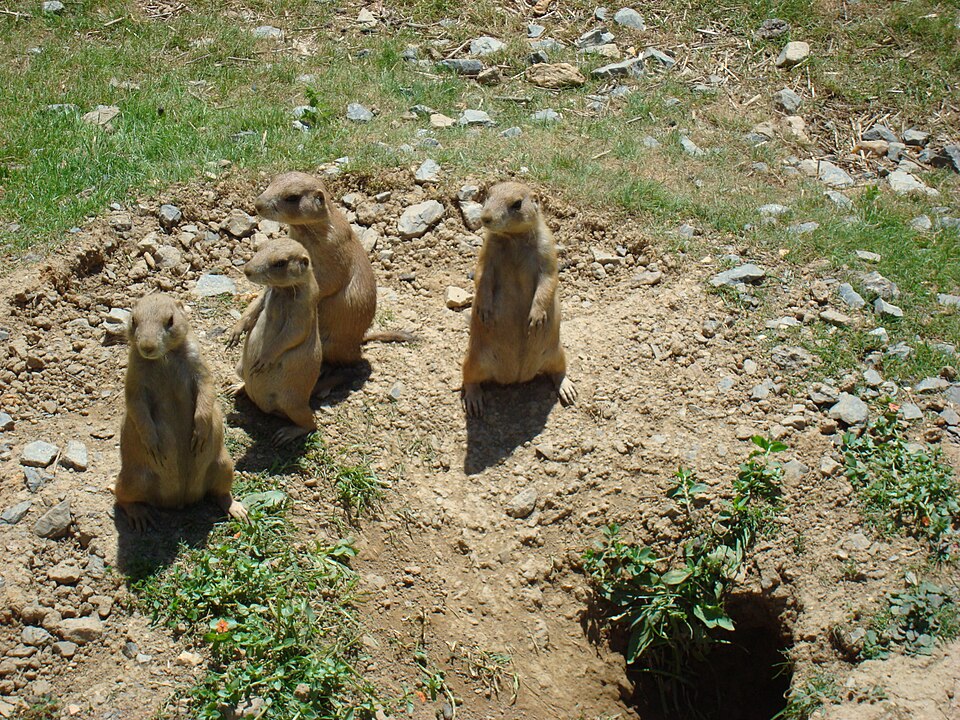 Black-tailed prairie dog Prairie Dogs — photo used in our Prairie Dogs guide