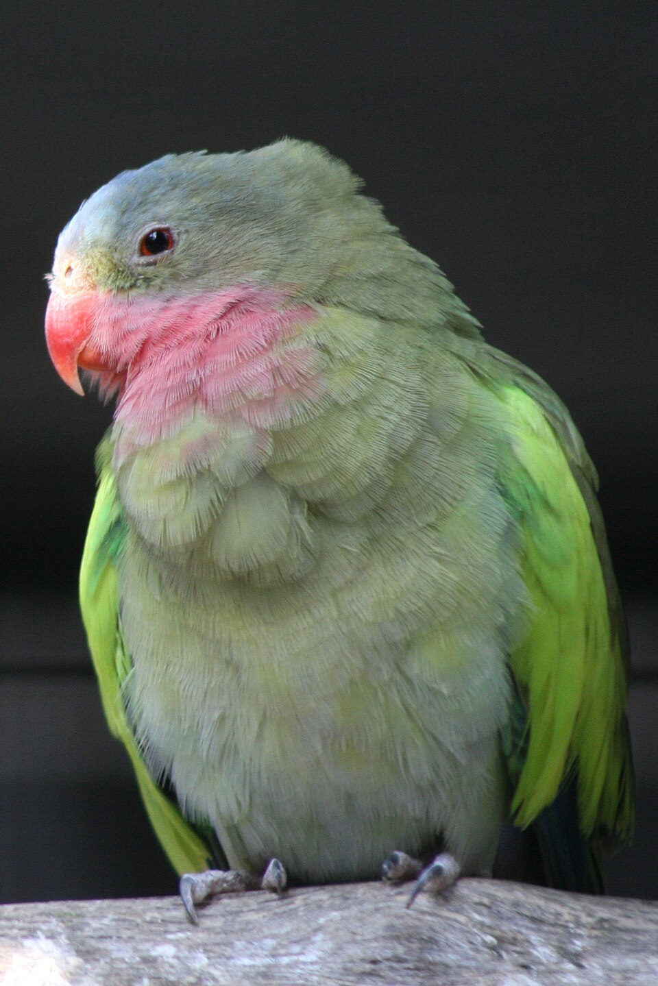 Princess of Wales Parakeet Princess Parrot — photo used in our Princess Parrot guide