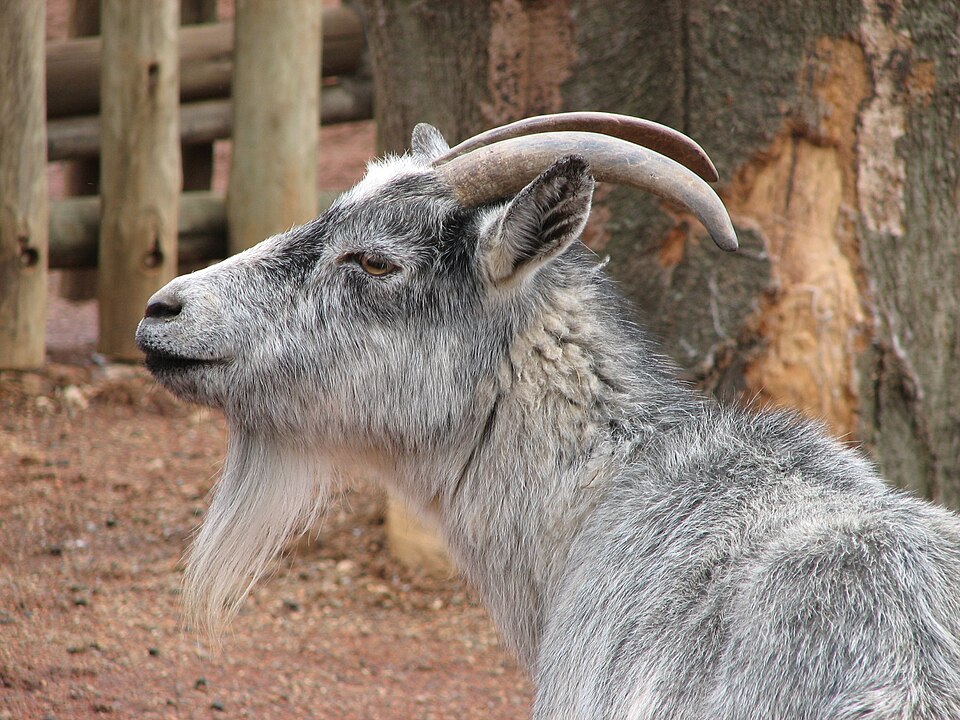 African Pygmy Goat Pygmy Goat — photo used in our Pygmy Goat guide