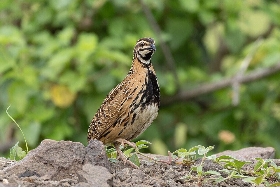 Coturnix Quail — photo used in our Quail guide