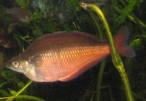 Boesemani Rainbowfish — photo used in our Rainbowfish guide