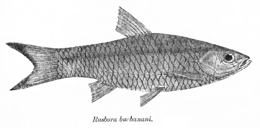 Harlequin rasbora Rasboras — photo used in our Rasboras guide