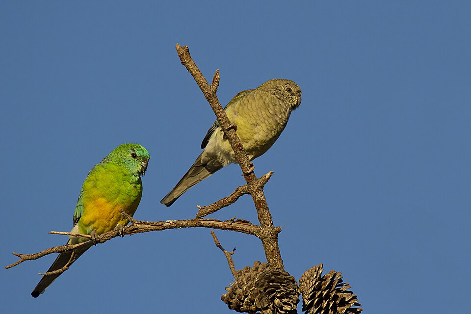 Red-rump Parakeet Red-rumped Parrot — photo used in our Red-rumped Parrot guide