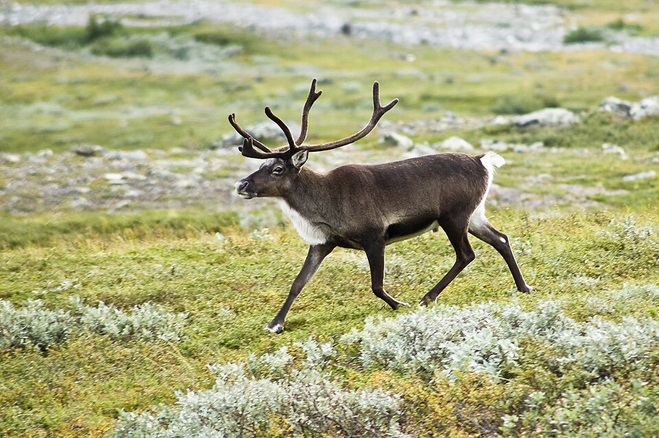 Domesticated Reindeer Reindeer — photo used in our Reindeer guide