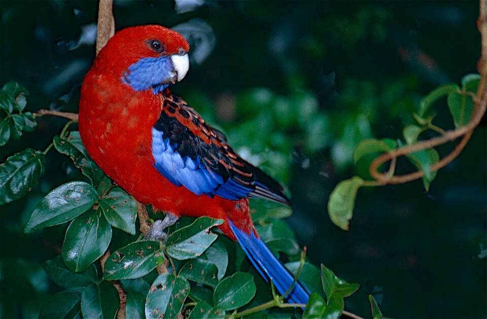 Eastern Rosella Rosella — photo used in our Rosella guide