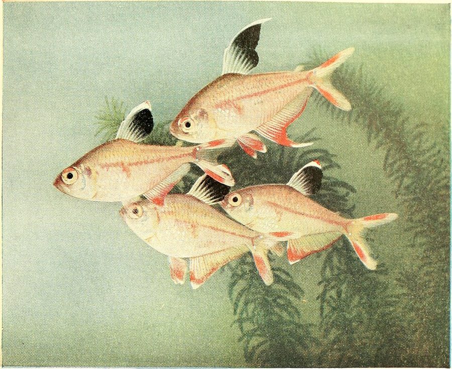 Golden Rosy Barb Rosy Barb — photo used in our Rosy Barb guide