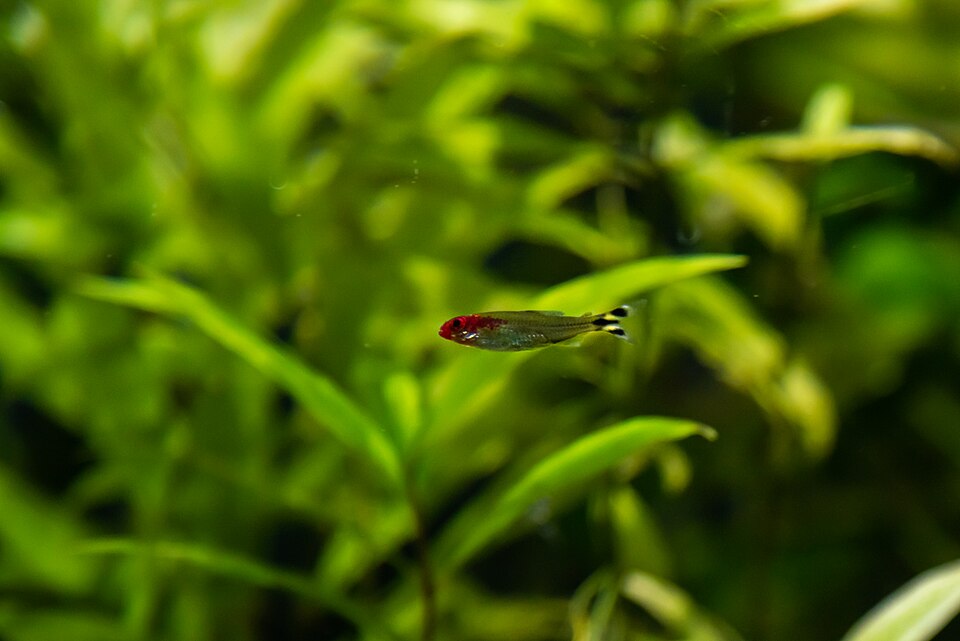 Rummy-nose Tetra Rummy-nose Tetra — photo used in our Rummy-nose Tetra guide