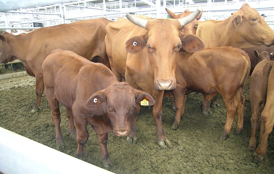 Santa Gertrudis Santa Gertrudis Cattle — photo used in our Santa Gertrudis Cattle guide