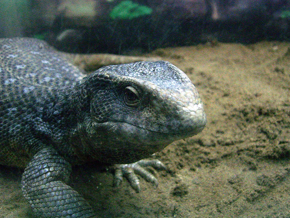Savannah monitor Savannah Monitors — photo used in our Savannah Monitors guide