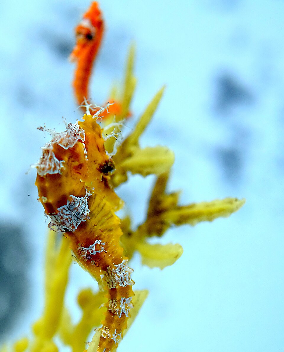 Dwarf seahorse Seahorses — photo used in our Seahorses guide