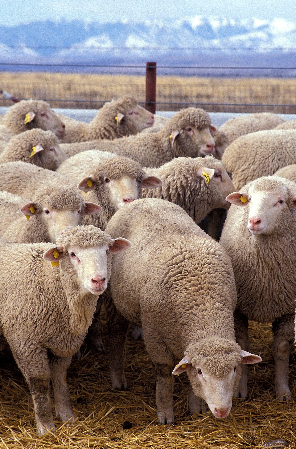 Dorset Sheep — photo used in our Sheep guide