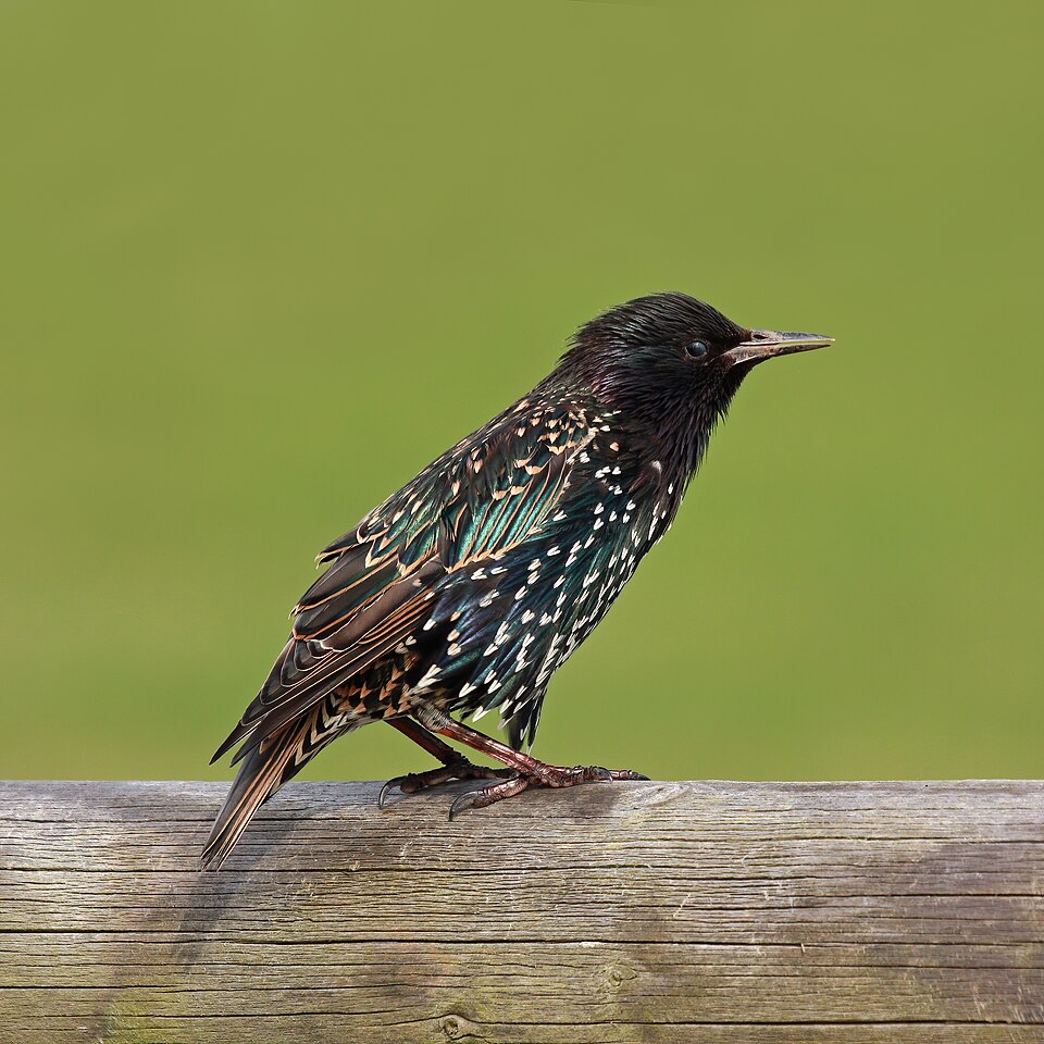 European Starling Starling — photo used in our Starling guide