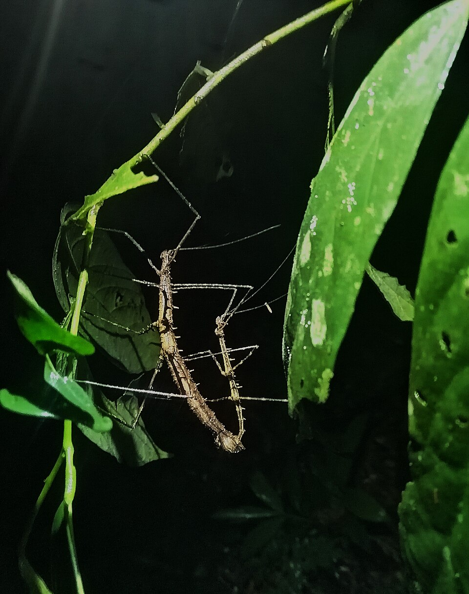 Indian stick insect Stick Insects — photo used in our Stick Insects guide