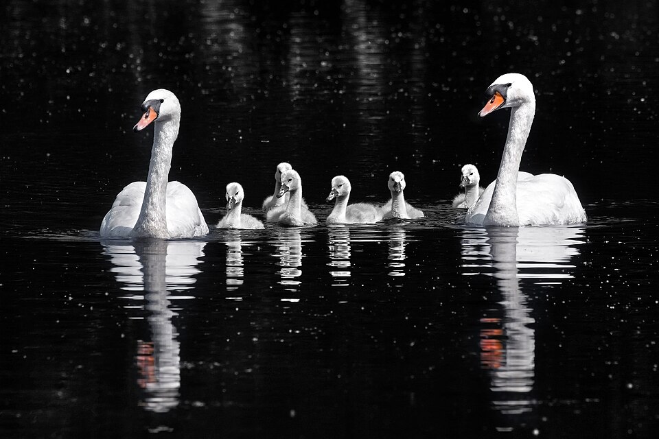 Black swan Swans — photo used in our Swans guide