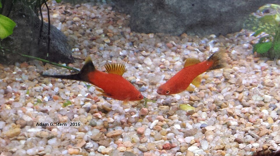 Lyretail Swordtail Swordtail — photo used in our Swordtail guide