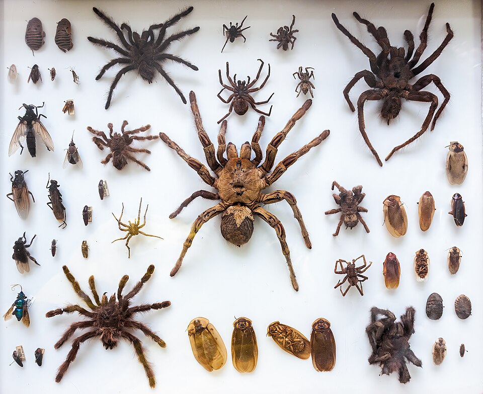 Mexican red-knee Tarantulas — photo used in our Tarantulas guide