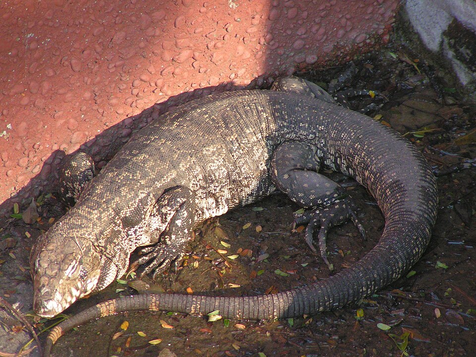Colombian tegu Tegus — photo used in our Tegus guide