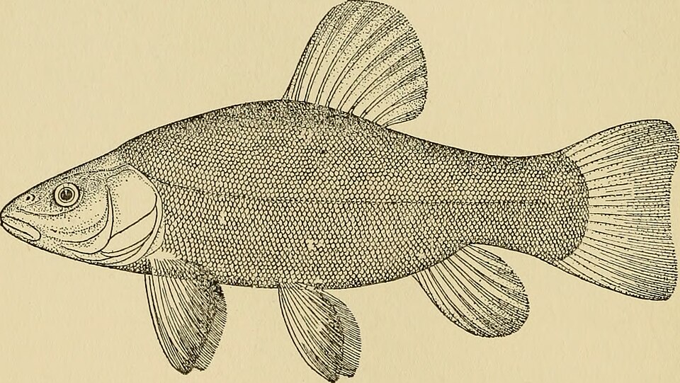 Golden Tench Tench — photo used in our Tench guide