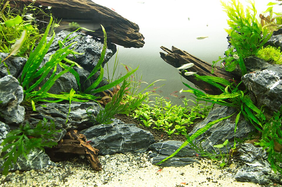 Neon tetra Tetras & Small Schools — photo used in our Tetras & Small Schools guide