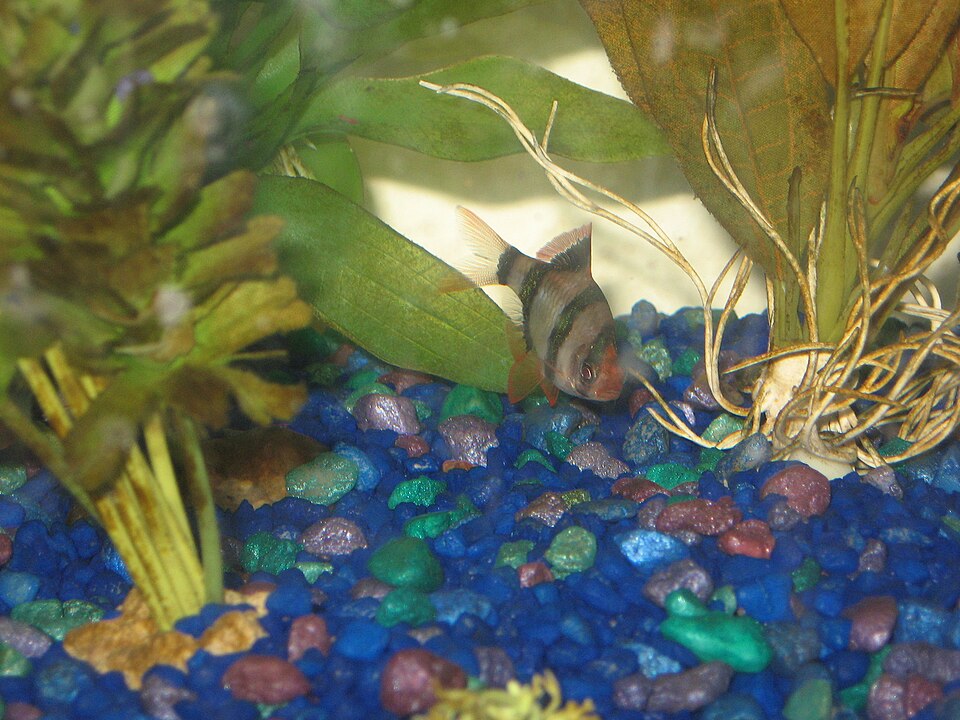 Green Tiger Barb Tiger Barb — photo used in our Tiger Barb guide