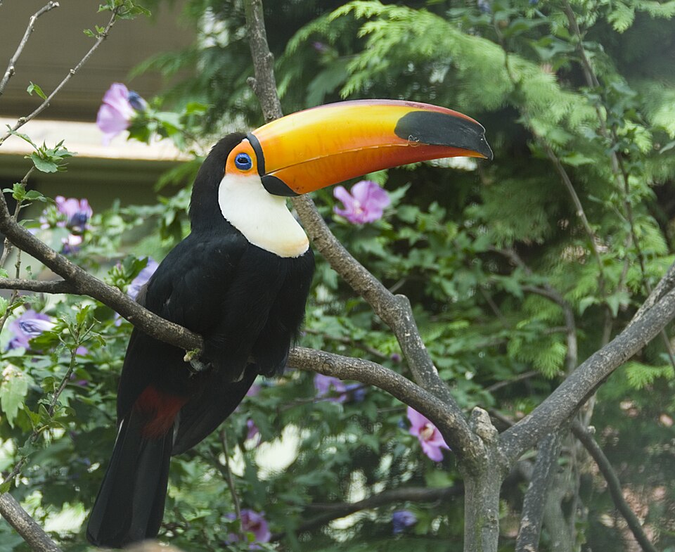 Toco Toucan Toucan — photo used in our Toucan guide