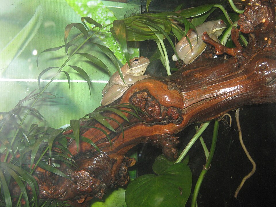 White's tree frog Tree Frogs — photo used in our Tree Frogs guide