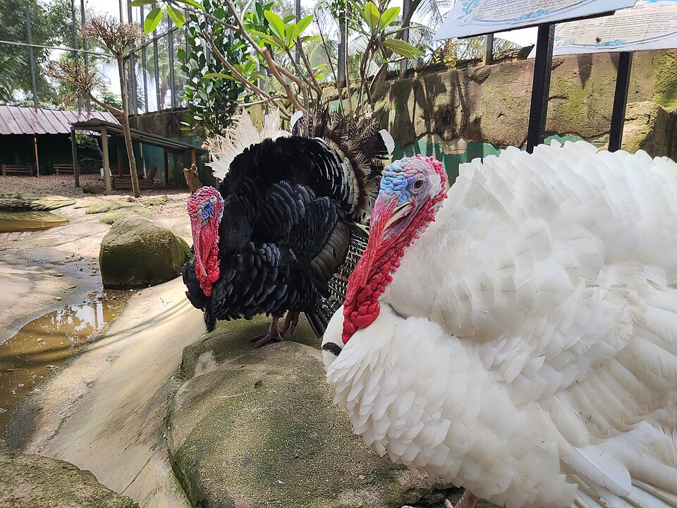 Broad Breasted White Turkeys — photo used in our Turkeys guide