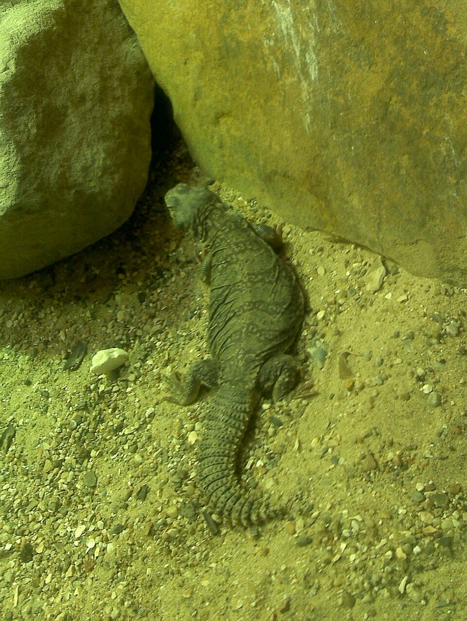 Ornate Uromastyx — photo used in our Uromastyx guide