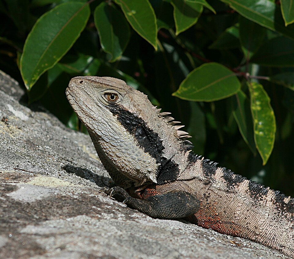 Chinese water dragon Water Dragons — photo used in our Water Dragons guide