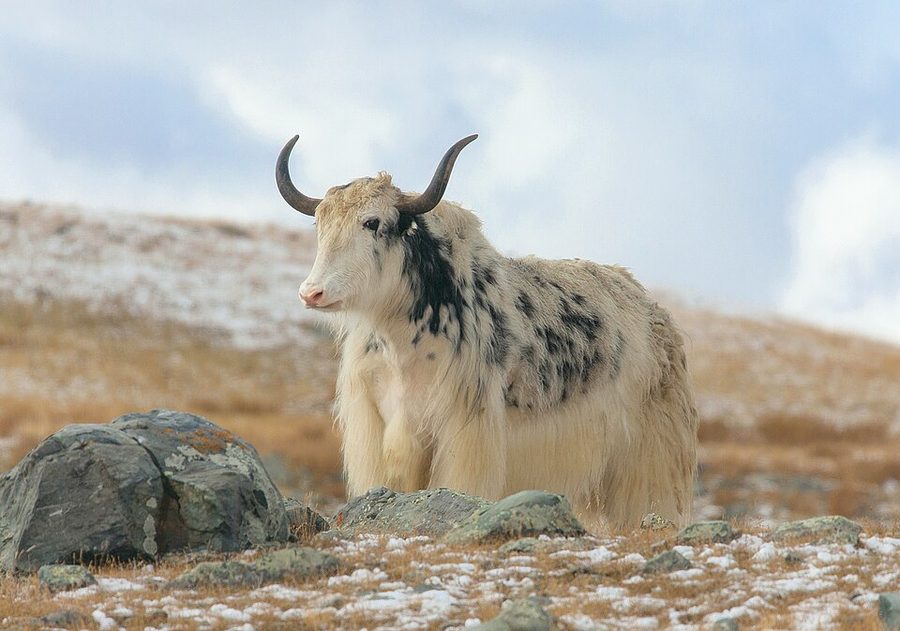 Domestic Yak (Bos grunniens) Yak — photo used in our Yak guide
